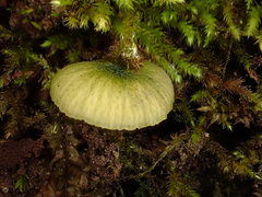 Entoloma glaucoroseum