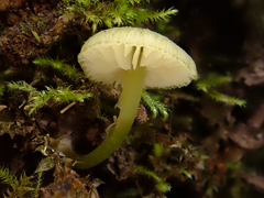 Entoloma glaucoroseum