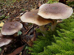 Cortinarius dysodes
