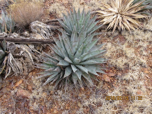 Agave chrysantha