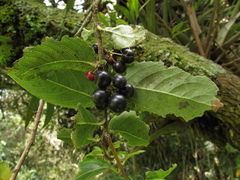 Xylosma spiculifera