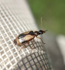 Lebia fuscata