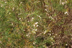 Chamelaucium uncinatum