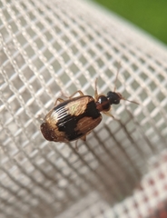 Lebia fuscata