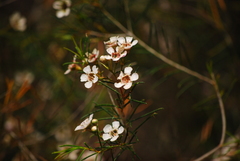 Chamelaucium uncinatum