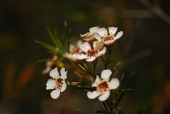 Chamelaucium uncinatum