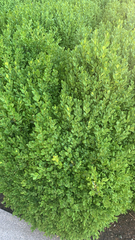 Buxus sempervirens