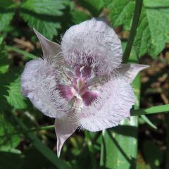 Calochortus tolmiei