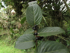 Xylosma spiculifera