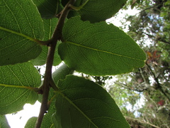Xylosma spiculifera