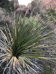 Dasylirion leiophyllum