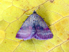 Phytometra viridaria