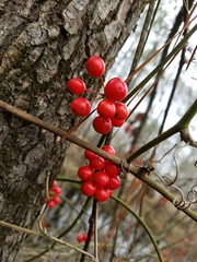 Smilax walteri