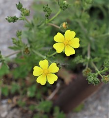 Potentilla argentea