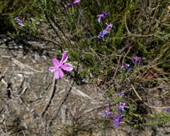 Linanthus californicus