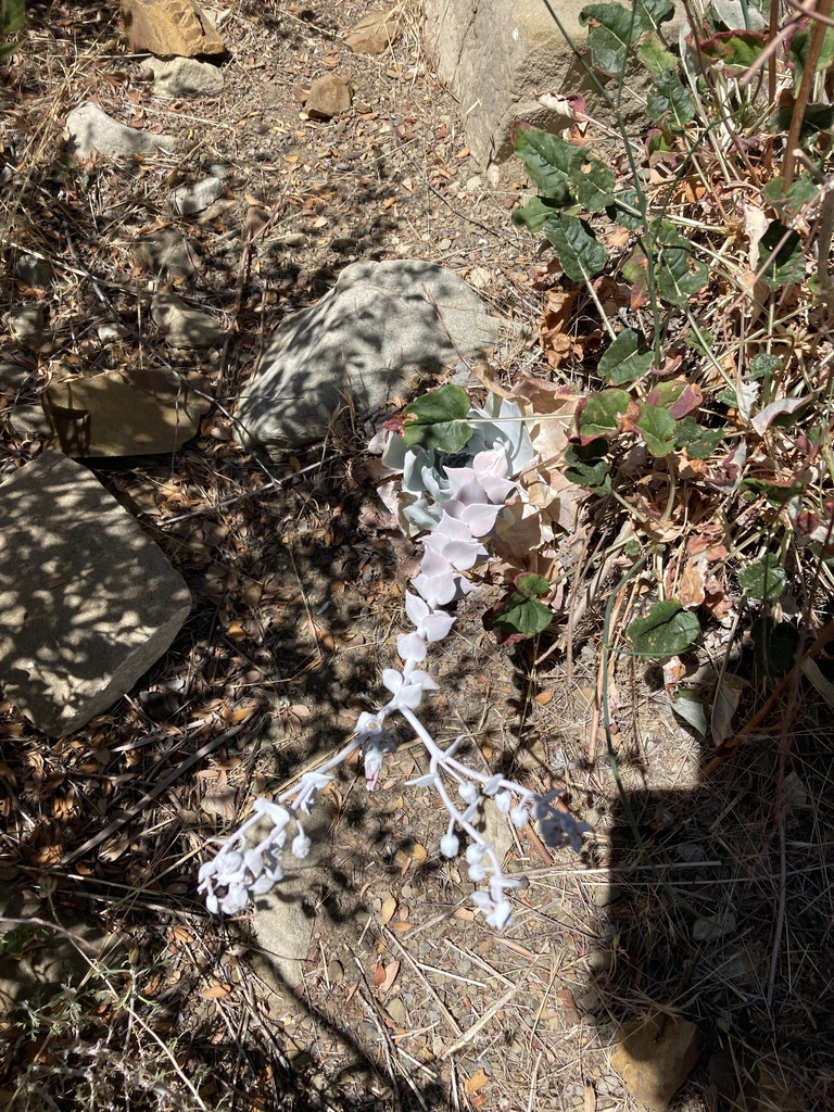 Dudleya pulverulenta, Ventura County, US-CA, US