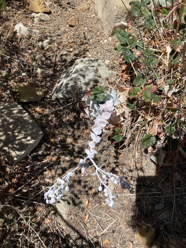 Dudleya pulverulenta