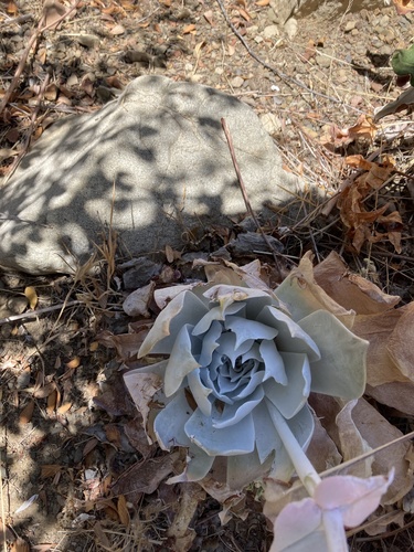 Dudleya pulverulenta