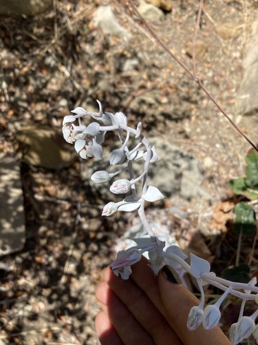 Dudleya pulverulenta