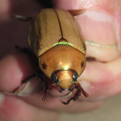 Pelidnota prolixa
