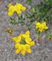 Lotus corniculatus
