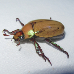 Pelidnota prolixa