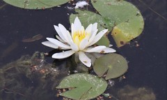 Nymphaea odorata