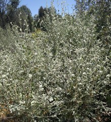 Malacothamnus niveus