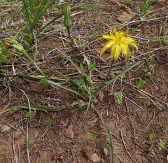 Microseris laciniata