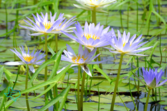 Nymphaea elegans