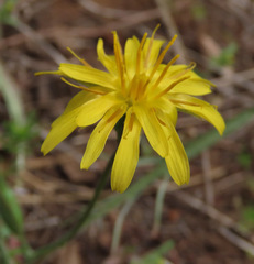Microseris laciniata