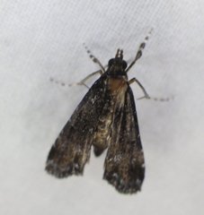 Langessa nomophilalis