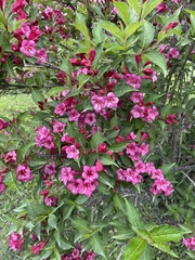 Weigela floribunda