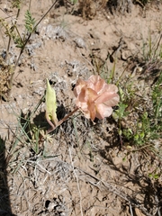 Rumex venosus