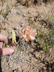Rumex venosus