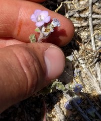 Phacelia douglasii