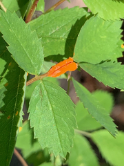 Phragmidium mucronatum