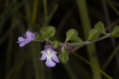 Prostanthera palustris