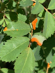 Phragmidium mucronatum