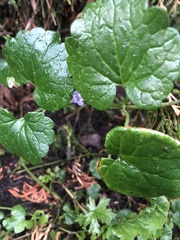 Glechoma hederacea