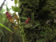 Lepanthes clausa