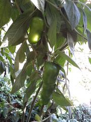 Capsicum pubescens