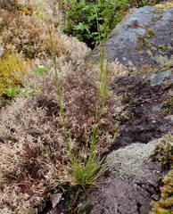 Festuca occidentalis