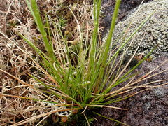 Festuca occidentalis