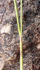 Festuca occidentalis