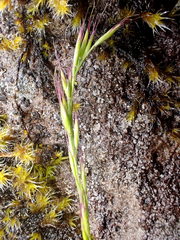 Festuca occidentalis