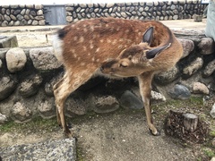 Cervus nippon