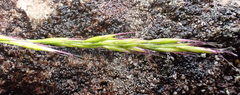 Festuca occidentalis