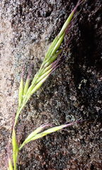 Festuca occidentalis