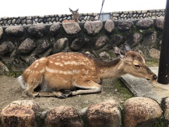 Cervus nippon